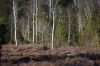 Quelle: Bayerische Landesanstalt für Wald und Forstwirtschaft Moorwald mit Birken und Spirken bei Murnau, Foto: Michael Friedel, StMELF